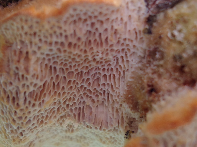 Del 17 Maggio (Trametes trogii)